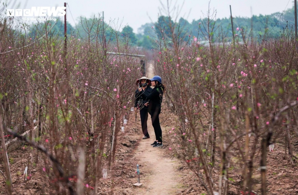 Peach trees are placed into pots to allow them to grow accustomed to their new space in time for Tet.