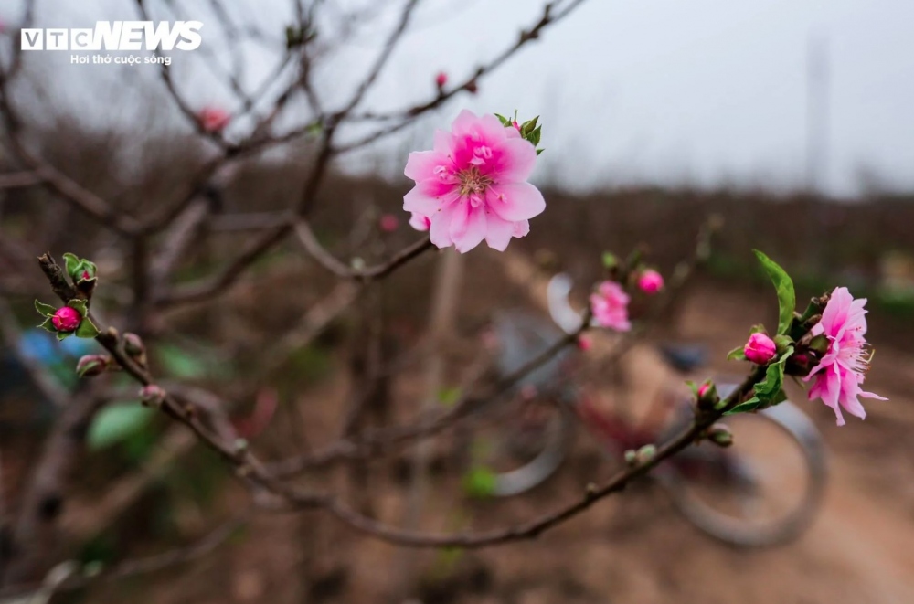 A branch of peach blossoms has small flower buds which are carefully nurtured by the skilled farmers to ensure they are in full bloom during the Tet holiday.