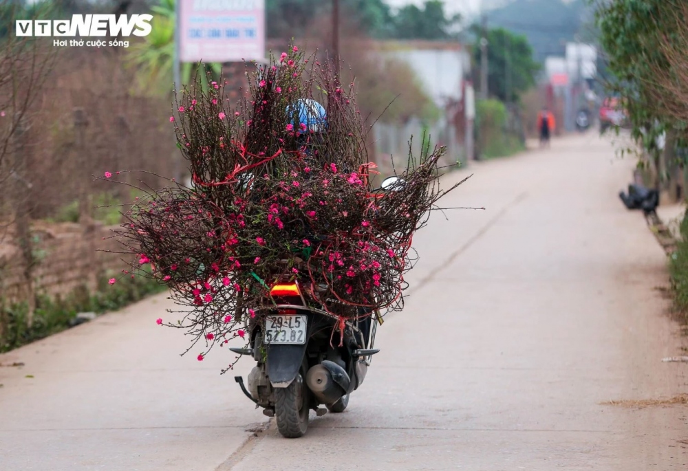 The local peach blossoms can be found on sale at the famous Quang An flower market in Tay Ho district.