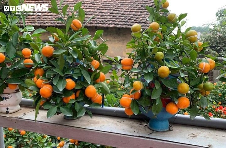 Vì có hình lạ mắt, ngay lập tức loại quất hồ lô đã nhận được sự chú ý của người tiêu dùng