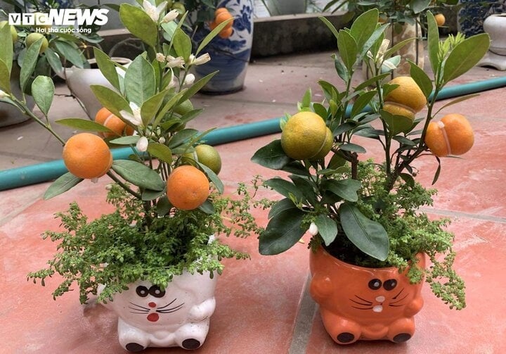 Phần lớn những cây quất hồ lô được gia đình bà Mai làm ở kích thước mini để dễ bán cho khách. (Ảnh: NVCC)