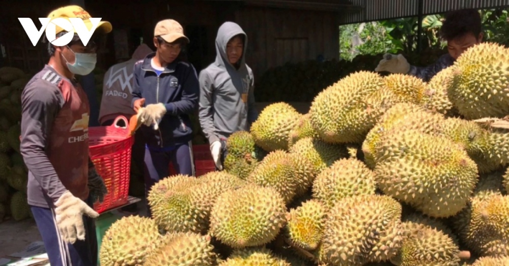 Xuất khẩu nông sản qua Lào Cai - một năm được mùa (Ảnh minh họa)