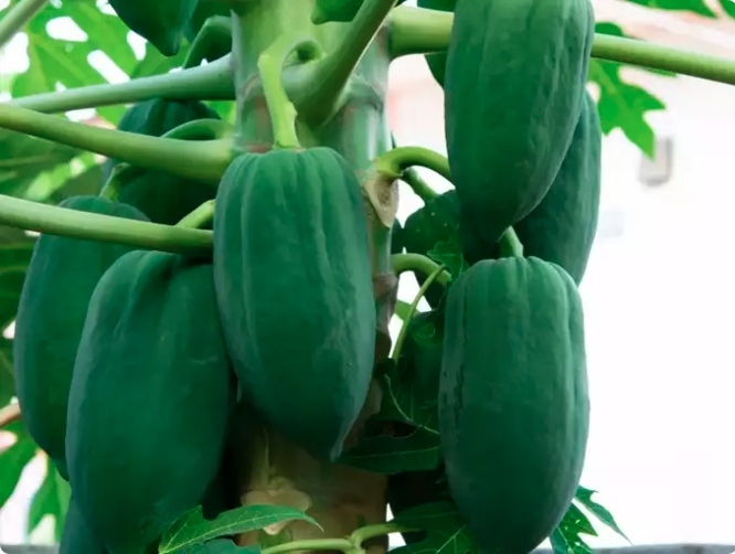 Enzyme tiêu hóa: Đu đủ xanh chứa các enzyme như Papain và Chymopapain, giúp cải thiện sức khỏe trao đổi chất và tiêu hóa. Những enzyme này giúp phá vỡ protein và hỗ trợ quá trình tiêu hóa.