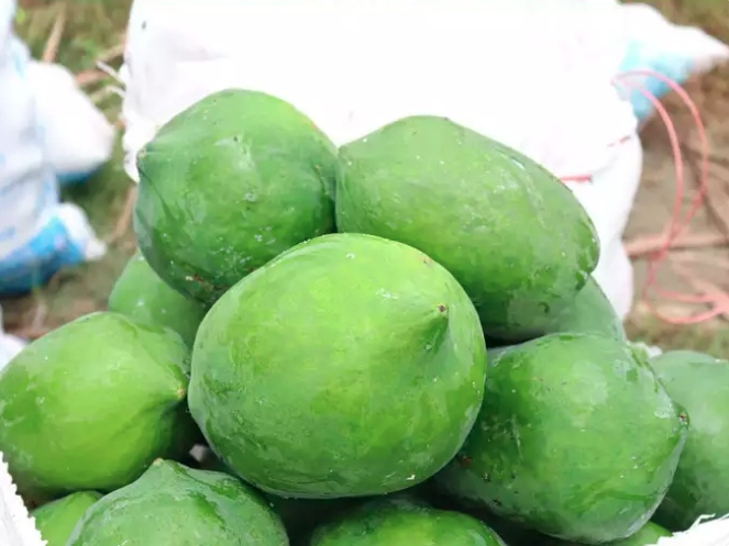Giàu vitamin C: Trong khi nhiều người liên tưởng vitamin C với các loại trái cây họ cam quýt thì đu đủ thô cũng là một nguồn giàu chất dinh dưỡng thiết yếu này. Vitamin C rất quan trọng cho hệ thống miễn dịch khỏe mạnh, sức khỏe của da và sản xuất collagen. Khi bổ sung đu đủ sống trong chế độ ăn uống sẽ góp phần đáp ứng nhu cầu vitamin C hàng ngày của bạn.