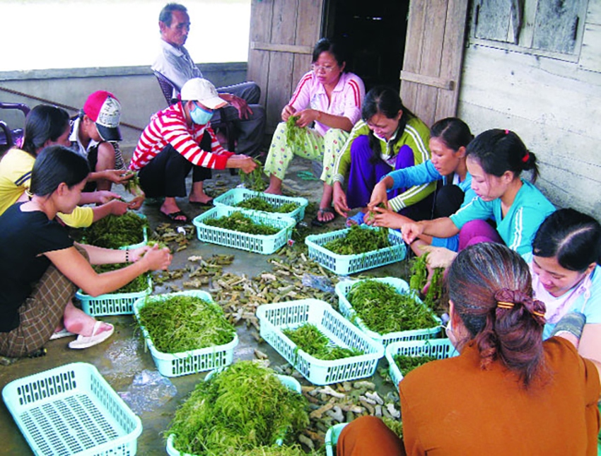 Rong biển là một ngành hàng có tiềm năng rất lớn - Ảnh minh họa: TCTS