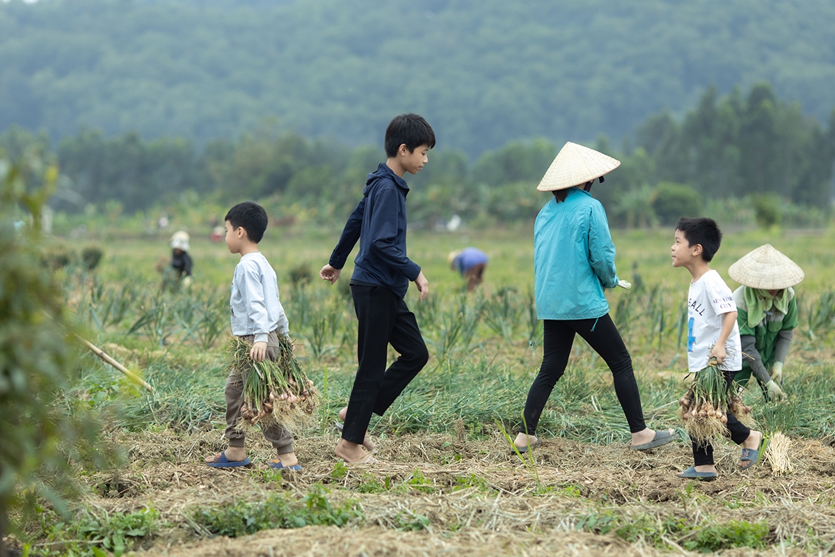 Không khí trên những cánh đồng ngày đầu xuân ở Kinh Môn vô cùng nhộn nhịp