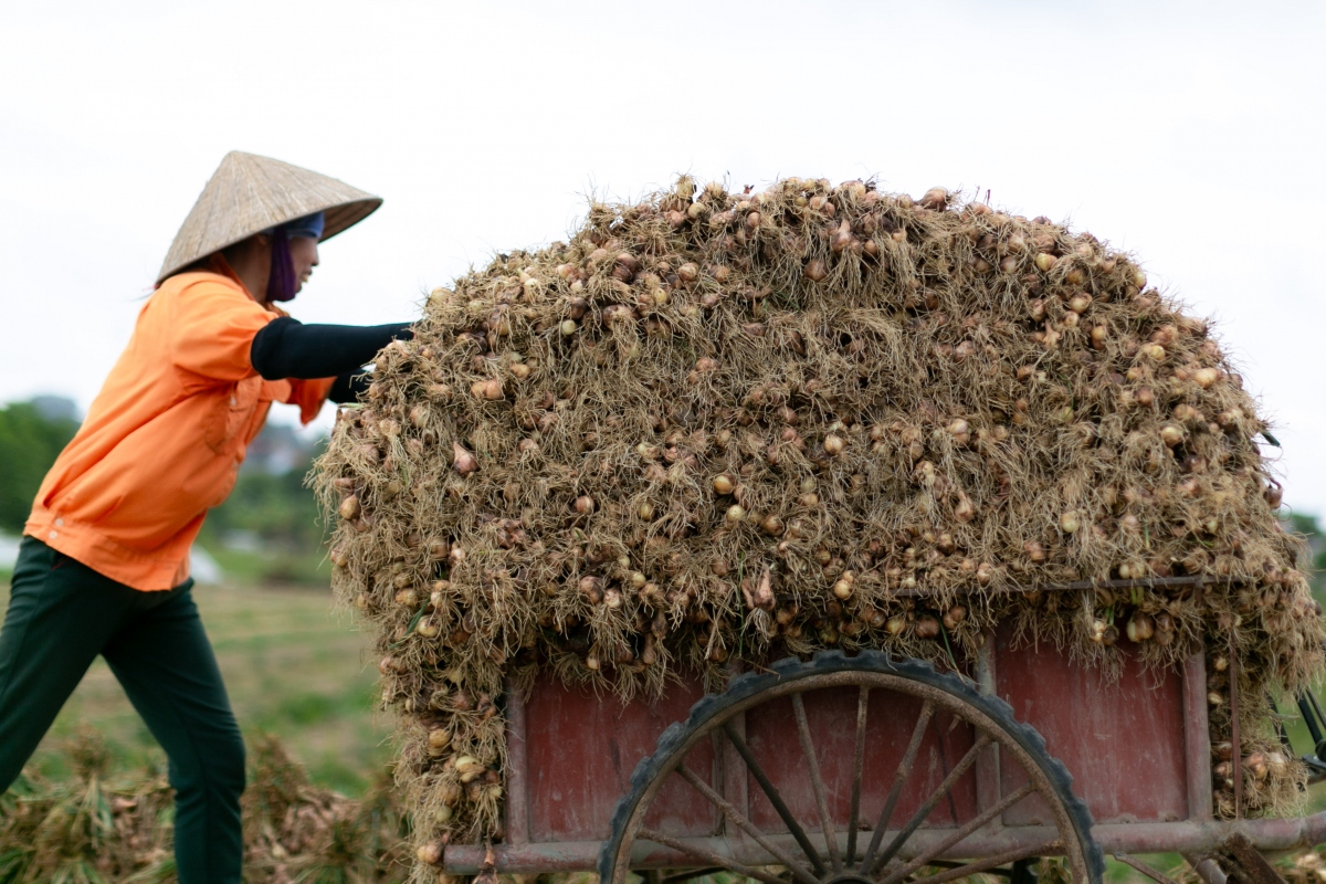 Thời tiết không mưa giúp việc thu hoạch hành tỏi vô cùng thuận lợi. Từng xe hành, tỏi nối nhau đi về từng ngõ xóm mang theo niềm vui của mùa màng bội thu trong ngày đầu năm mới