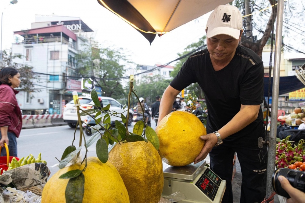 Giống bòng Kỳ Đà to gấp 3 - 4 lần bưởi, kích thước lớn và mùi thơm mát nên được nhiều người lựa chọn làm thứ quả trưng bày ngày Tết