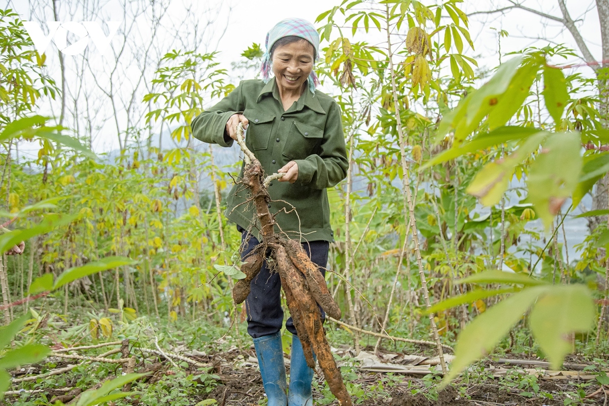 Khẩu xén is made from major ingredients such as sticky rice and fresh cassava roots.