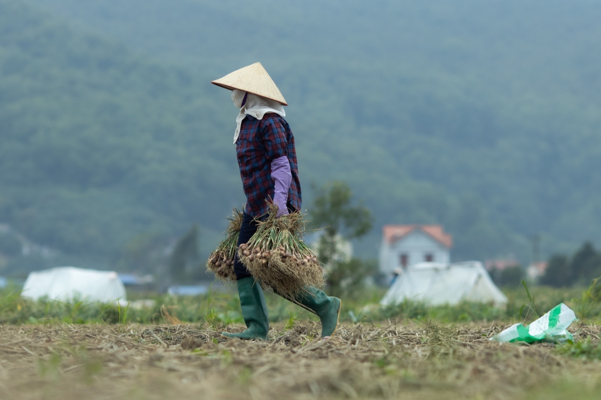 Thời gian sinh trưởng ngắn cùng với giá trị kinh tế cao nên từ bao đời nay, hành tỏi đã trở thành “cây làm giàu” của người nông dân nơi đây