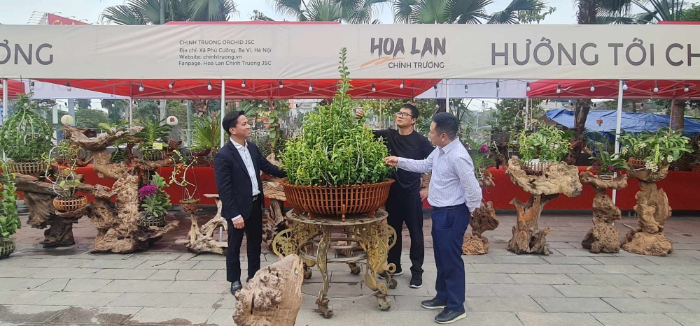 Triển lãm hoa phong lan phi điệp 5 cánh trắng Đất Tổ Hùng Vương