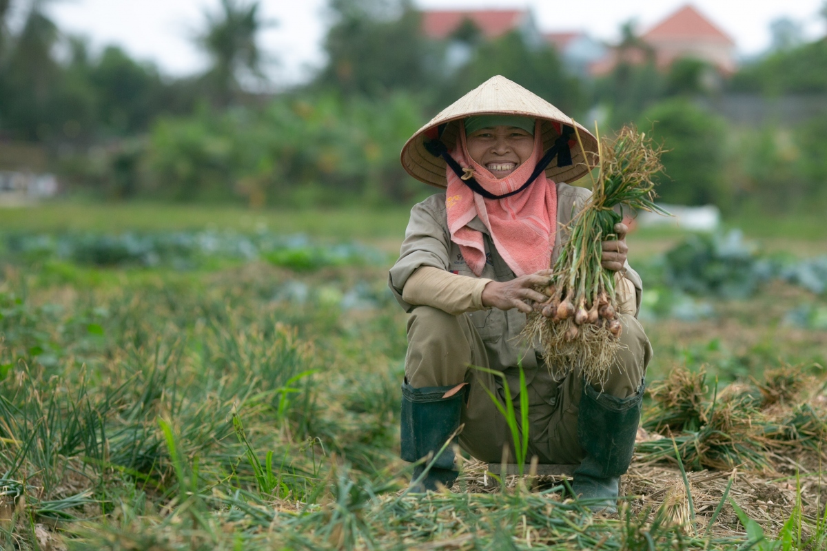 Năm nay tuy thời thiết không thuận lợi nhưng nhờ kinh nghiệm chăm sóc nên sản lượng hành tỏi vẫn đảm bảo. Những ngày đầu xuân, người nông dân khắp các xã phường: Thăng Long, Hiệp Hòa, An Phụ, Phạm Thái... đã nô nức xuống đồng tranh thủ thu hoạch “của cải” về nhà
