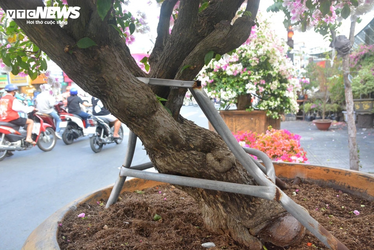 Những cây hoa giấy giá trăm triệu có tuổi đời vài chục năm với hoành gốc lớn và độ cao hơn 3m. Hoa giấy là loại cây dễ trồng, chỉ cần tưới nước mỗi ngày 1 lần là cây có thể sống khỏe mạnh.