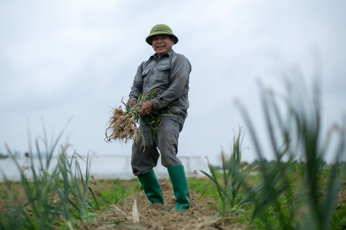 Gia đình ông Nguyễn Văn Lân (phường Phạm Thái, thị xã Kinh Môn) canh tác 3 sào hành. Bàn tay vẫn thoăn thoắt buộc từng bó tỏi vừa nhổ, ông Lân cho biết, 3 sào của ông năm nay cho thu hoạch trên 15 tạ hành (đã sấy khô). Tuy đã nhổ hết hành nhưng lượng tỏi trồng gáy (trồng dọc phần đất thừa 2 bên mép luống) cũng được khoảng 3 tạ. Chỉ riêng lượng tỏi này cũng đủ chi trả công thuê người nhổ