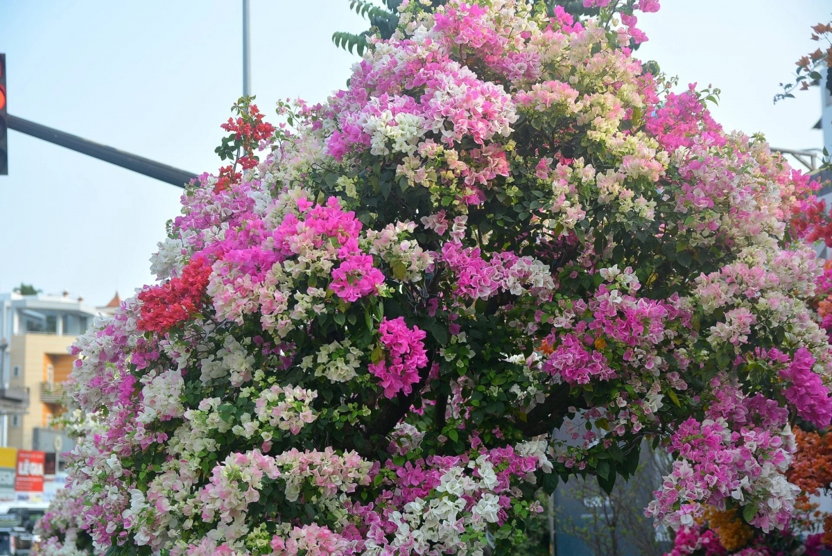 Dù có giá tương đối "dễ thở" so với những năm trước nhưng tính đến 28 tháng Chạp vẫn chưa có người "chốt' những cây hoa giấy giá 100 triệu đồng. Theo anh Việt, khách chỉ trả 75 triệu đồng/cây nên anh chưa thể bán. Anh chủ yếu bán được những cây dưới 50 triệu đồng