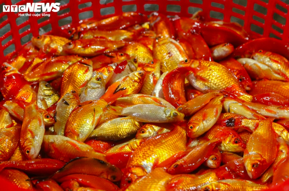 Những người lao động tại chợ cá Yên Sở phải mặc áo mưa, tay trần bắt cá giữa tiết trời đêm đông rét buốt.