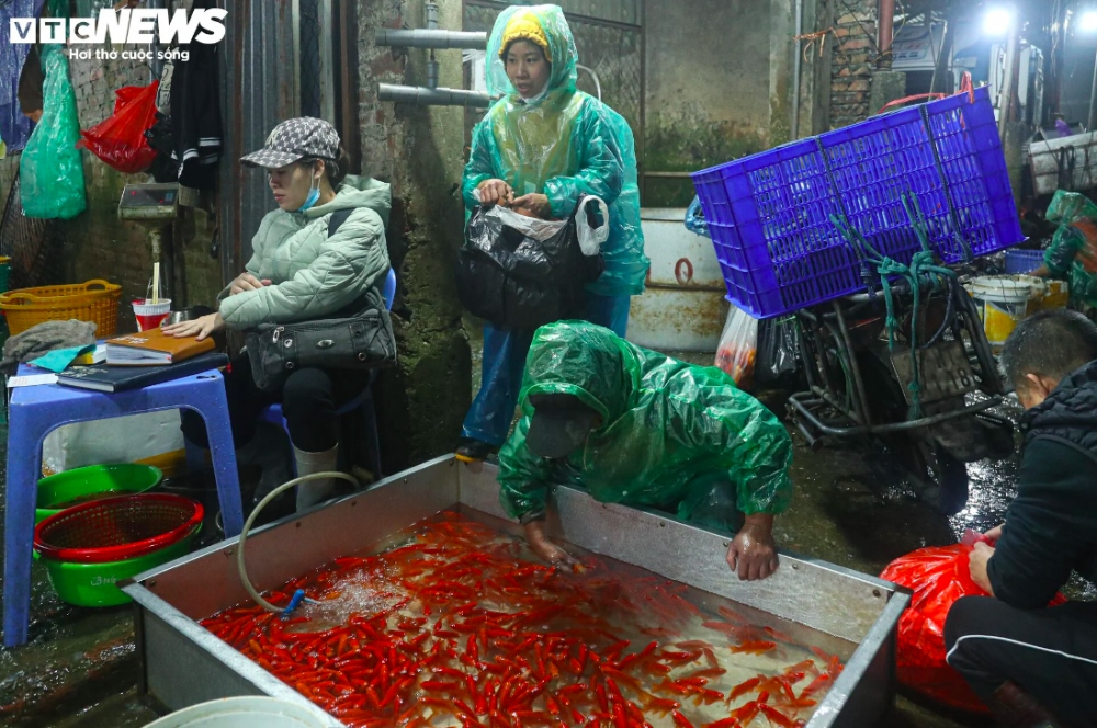 Chị Nguyễn Thị May, tiểu thương kinh doanh tại chợ cá Yên Sở cho biết: "Tôi nhập cá từ Nam Định, Thái Bình lên, chất lượng cá chép đỏ năm nay cũng đẹp hơn, màu sắc bắt mắt hơn. Tuy vậy, do cung vượt cầu nên giá cá chép đỏ năm nay rẻ hơn so với mọi năm".