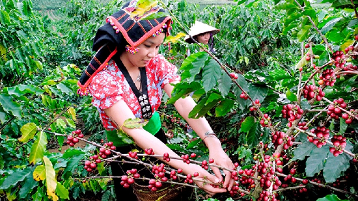 Giá cà phê trong nước sau khi lập đỉnh 79.400 đồng/kg đã giảm nhanh