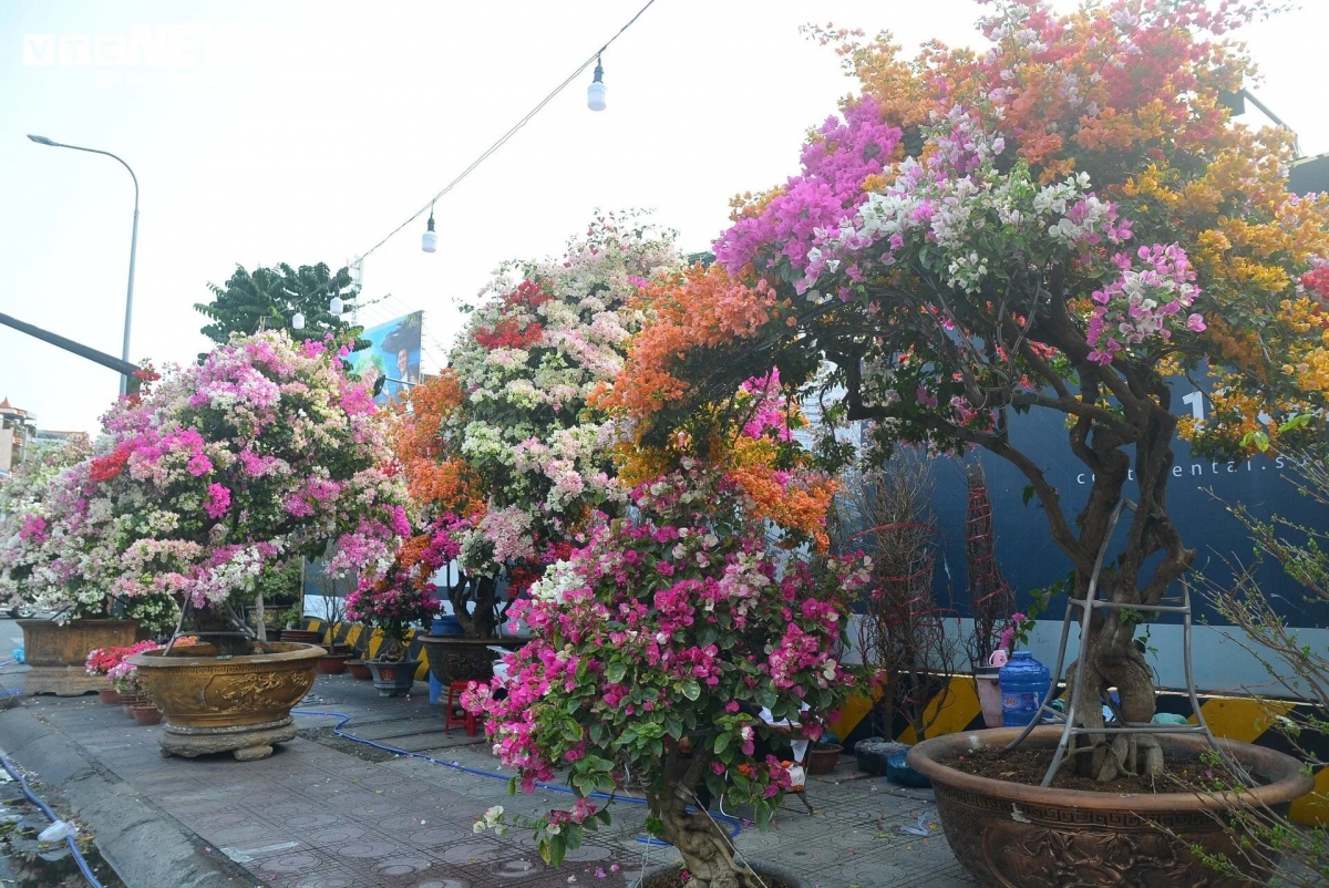 Những cây hoa giấy cổ thụ đủ màu khoe sắc ngày sát Tết.