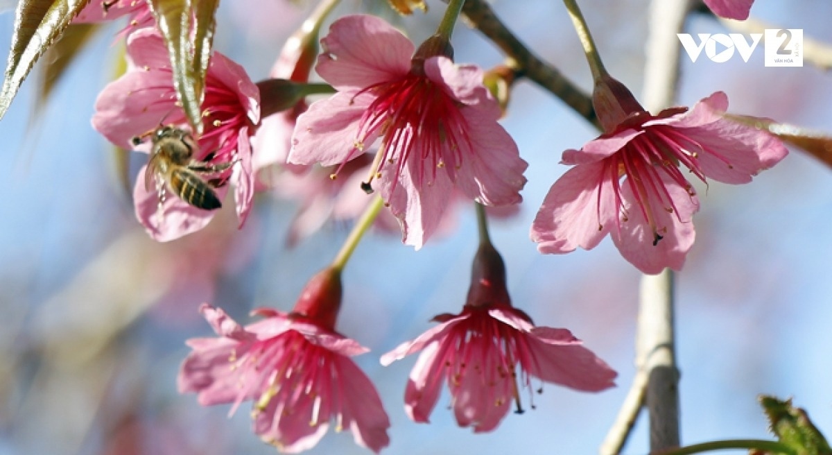 Each flower boasts five pink petals like peach blossoms, although when they bloom, they form clusters with thick, long, and red pistils.