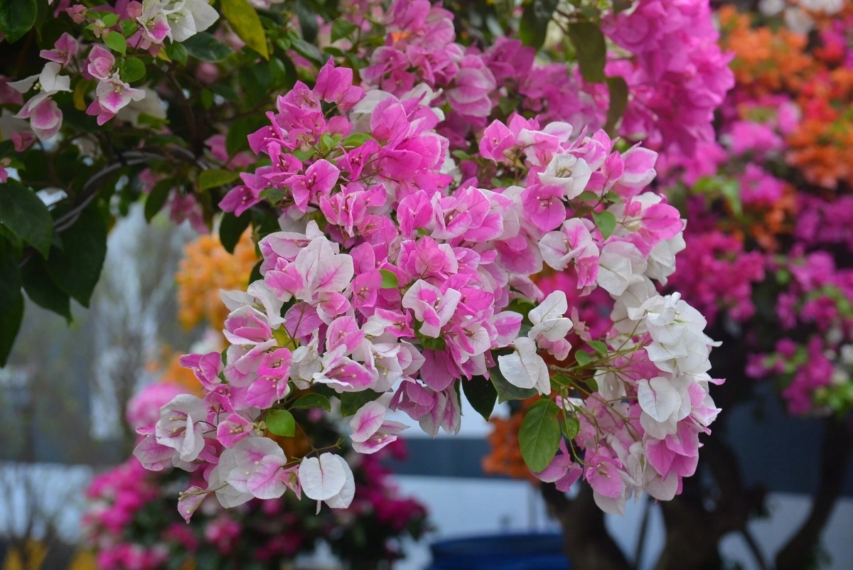 Multicolour bougainvillea trees have gained huge popularity among Vietnamese customers for this year’s Tet festival.