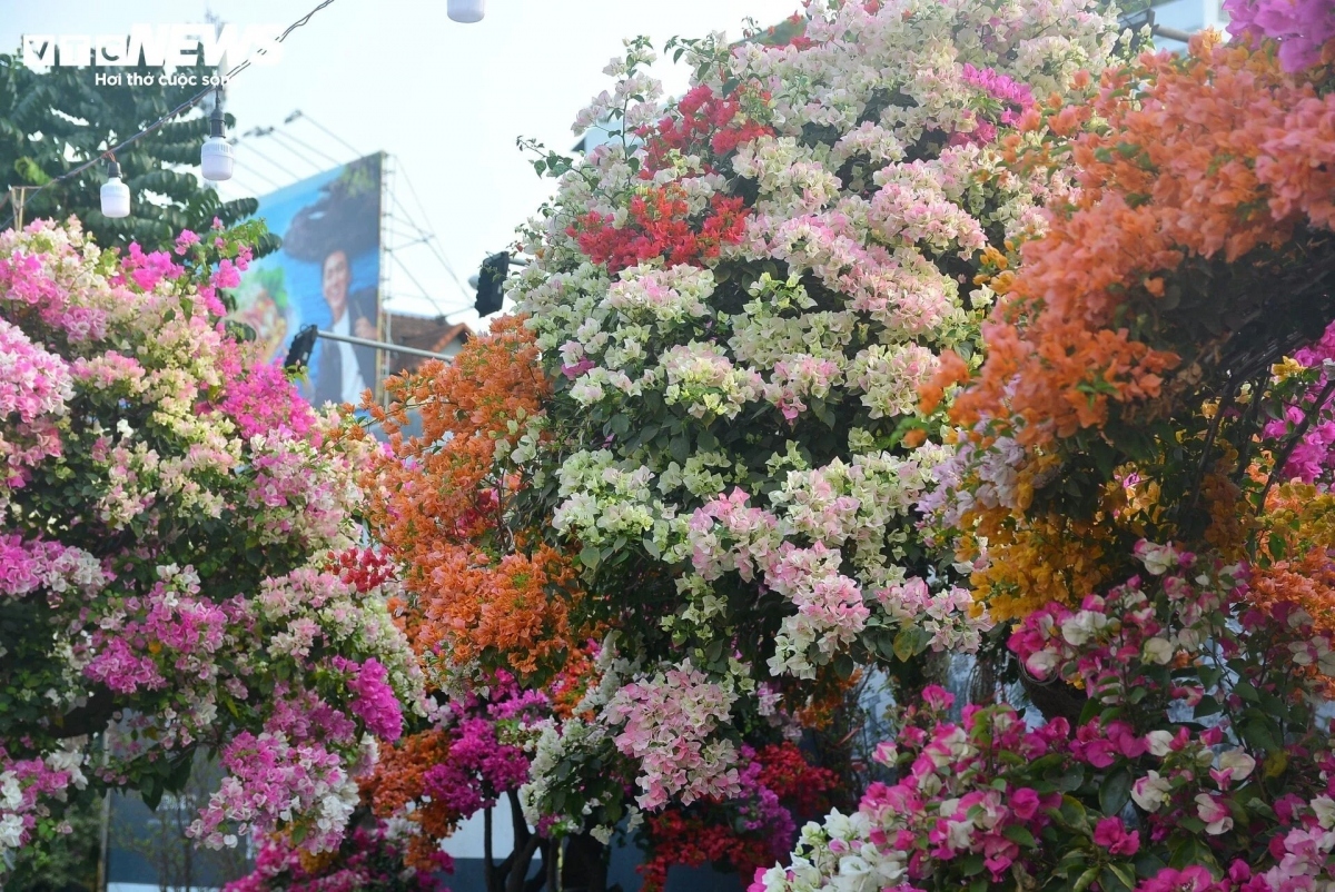 According to Viet, the owner of a flower garden in Thanh Thai street of District 10, his garden is home to many varieties of bougainvillea in different sizes and shapes, each being sold at VND100 million.