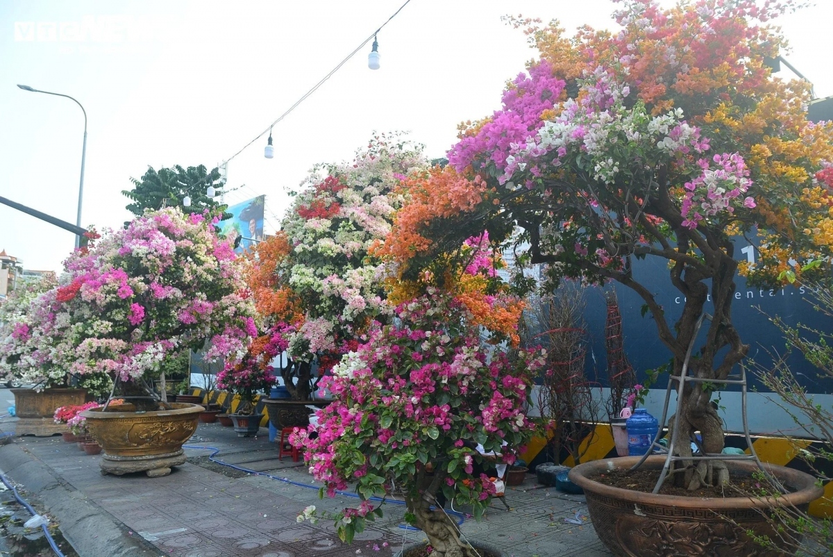 The trees have high prices because they are imported from Thailand and then grown in Vietnam, Viet explained.