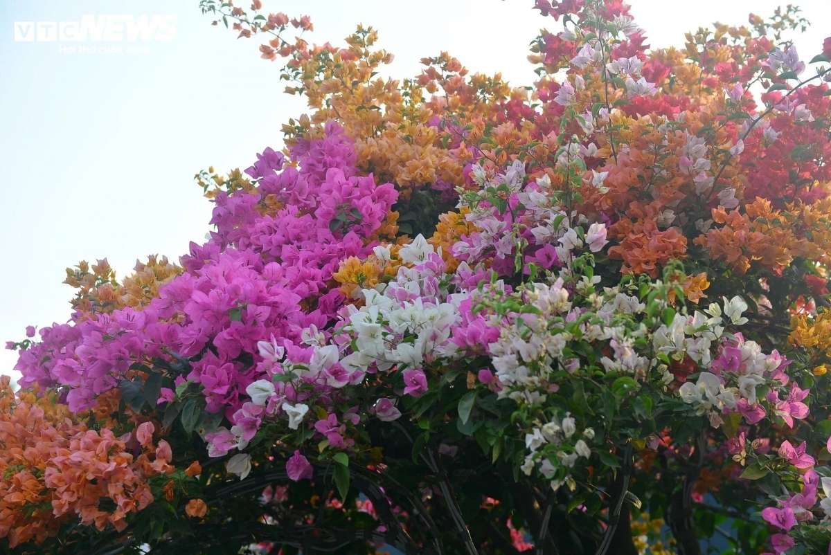 The multicolour bougainvillea trees feature more than five flower colours in its foliage.