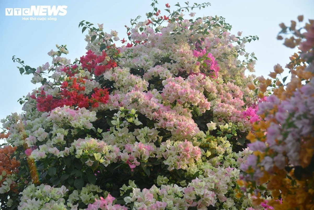 Bougainvillea trees worth under VND50 million prove to be more popular among customers.