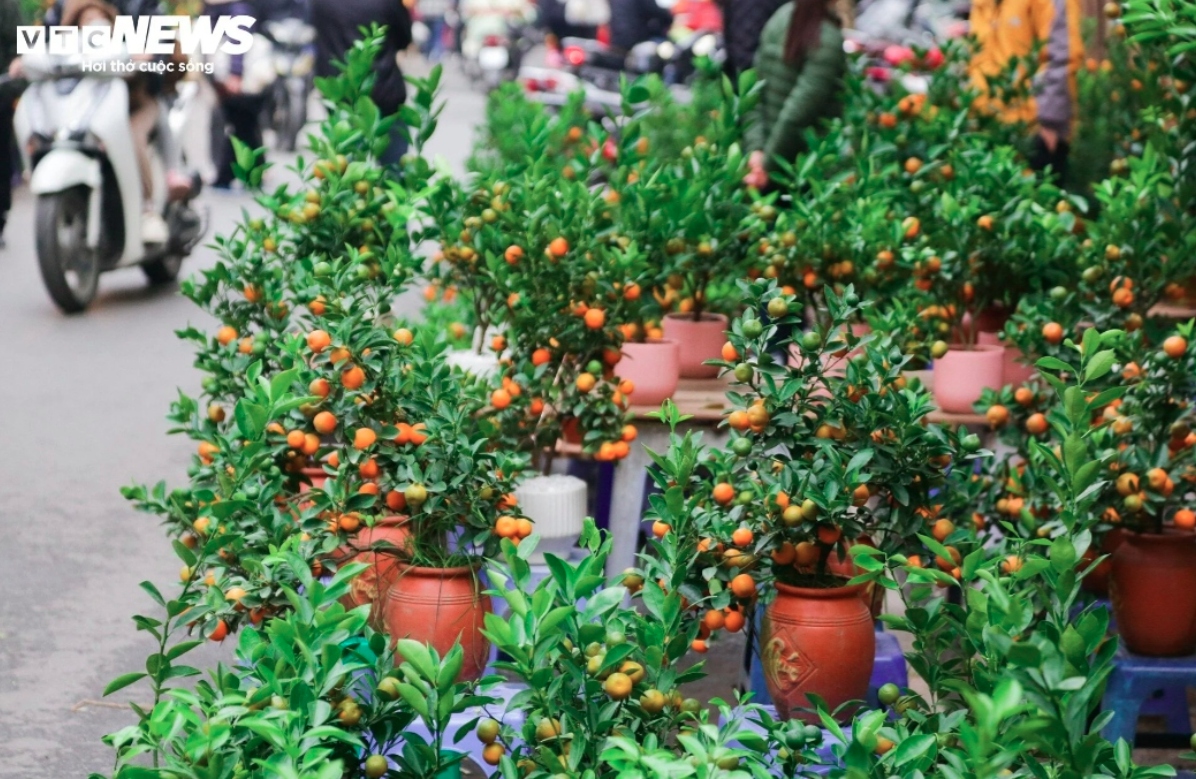 Kumquat trees are on sale with prices ranging from VND300,000 to VND1 million.