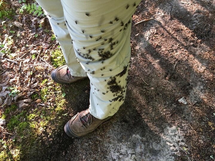 Vì sao ruồi thích bám vào người? Chúng tìm kiếm thức ăn trên da chúng ta. (Ảnh: Nationa Park service)