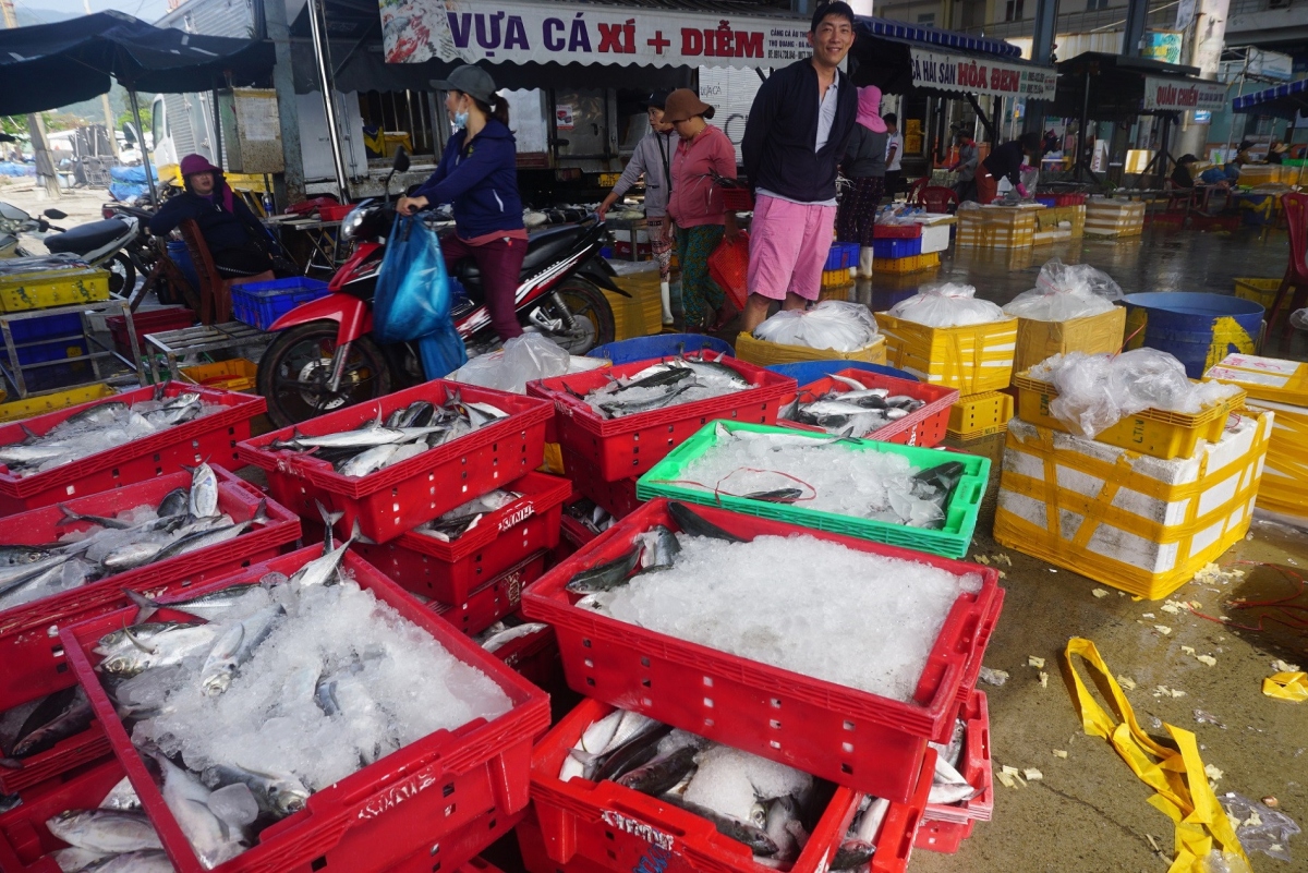 Tho Quang port in Da Nang receives 150 fishing vessels each day from February 20 to February 21.