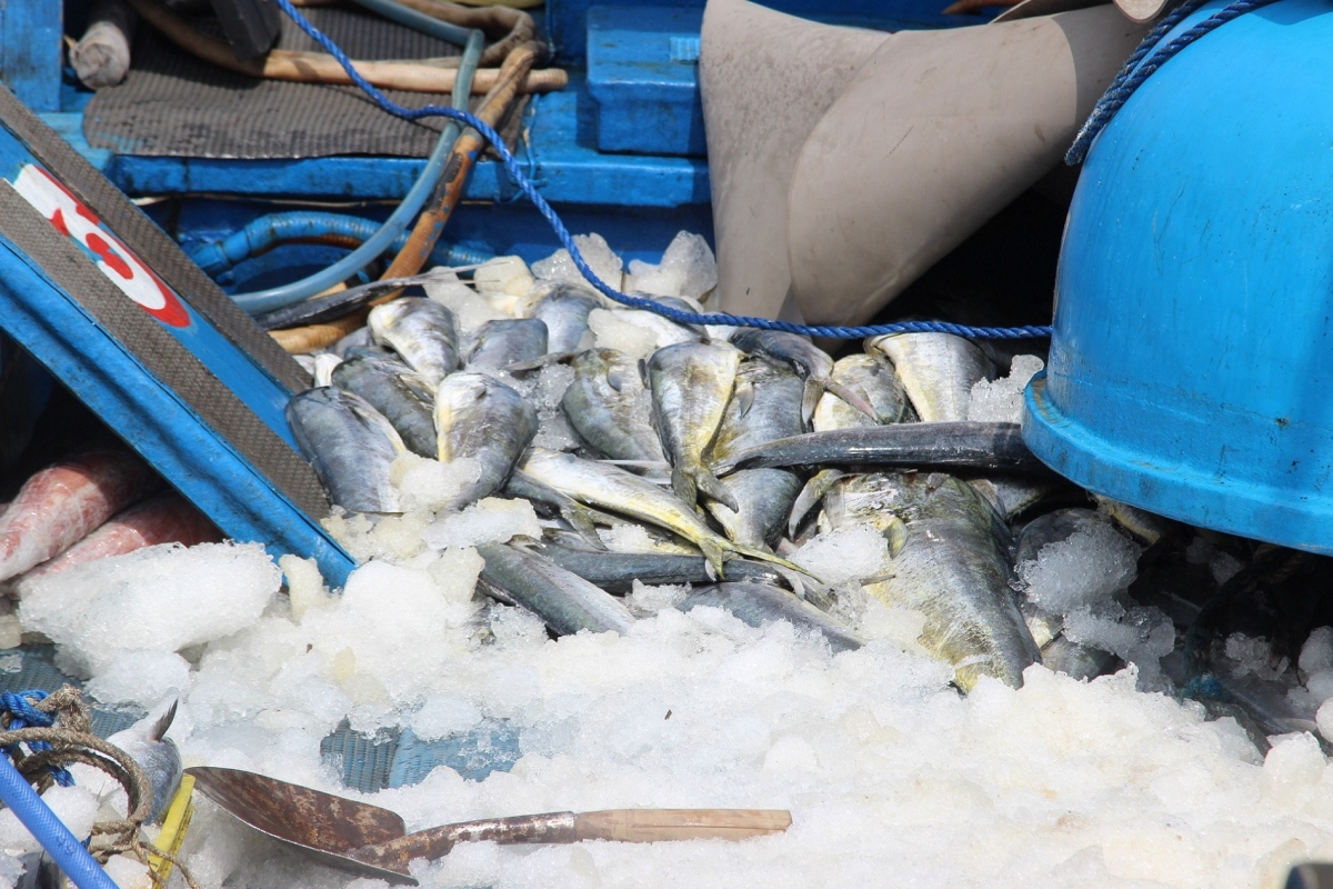 Fishermen at Tam Quan port in Binh Dinh province net bumper tuna catches after Tet.