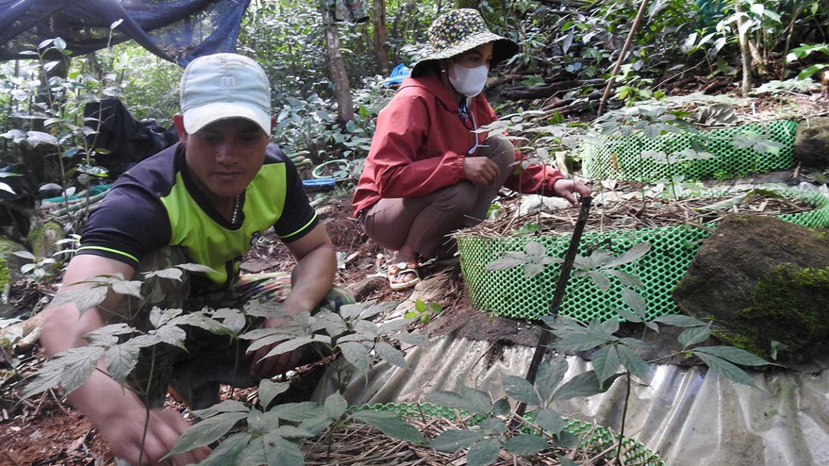 Vườn sâm Ngọc Linh của một hộ dân ở huyện Tu Mơ Rông, tỉnh Kon Tum.