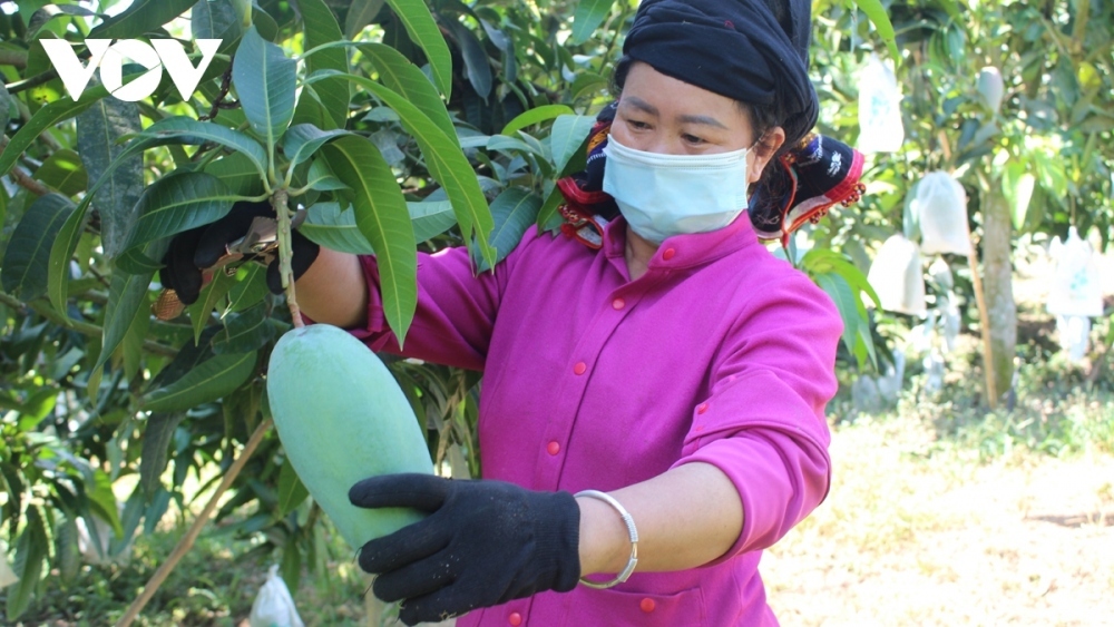Nhiều hộ dân ở Sơn La đã làm giàu từ trồng cây ăn quả