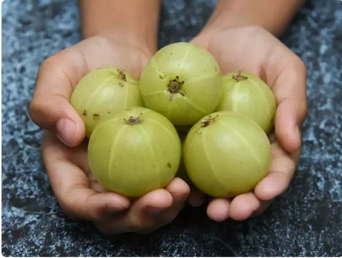 Lý chua lông là loại quả rất giàu hàm lượng chất xơ, tăng cường sức khỏe làn da và làm sạch cơ thể bằng cách loại bỏ độc tố. Loại quả này xứng đáng có trong danh sách thực phẩm ăn uống hằng ngày.