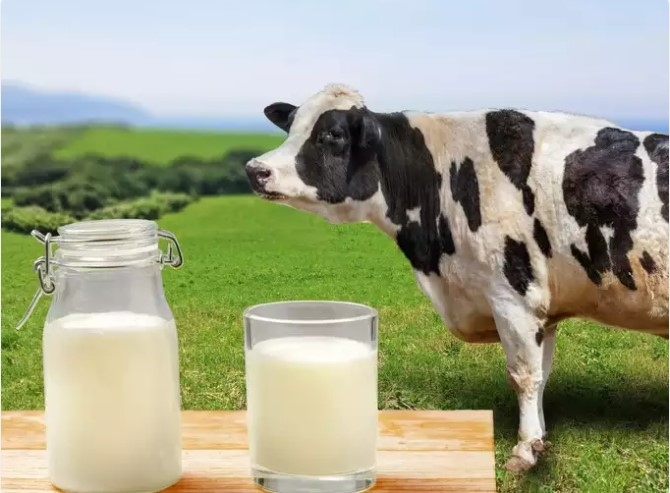 Sữa, đặc biệt là sữa bò, là nguồn thực phẩm có tác dụng bồi bổ sinh lực. Sữa được xem là vị thuốc nhuận tràng nhẹ và là một chất khử độc tự nhiên. Sữa có khả năng tăng cường sức mạnh thể chất, tăng cường sinh lực, tăng cường trí thông minh và trí nhớ cũng như củng cố xương. Thức uống giàu chất dinh dưỡng này chứa nhiều protein, khoáng chất và vitamin thiết yếu.