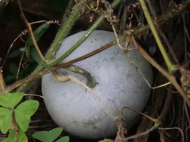 Bí đao là thực phẩm dễ tiêu hóa, hoạt động như một chất làm mát tự nhiên, giúp làm giảm nhiệt độ cơ thể. Món này rất giàu chất xơ và vitamin, cung cấp dinh dưỡng đồng thời cải thiện trí nhớ và trí thông minh.