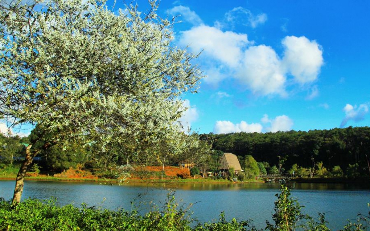 Da Lat city in the central highlands province of Lam Dong is also an attractive destination during Tet as it is known as a city of flowers, poetic scenic views of Xuan Huong, Tuyen Lam lakes, and pagodas. 