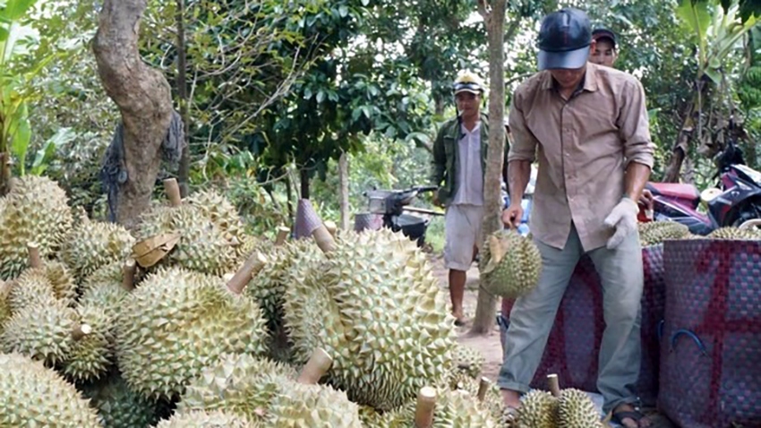 Sầu riêng bị phát hiện tồn dư chất cadimi là hồi chuông cảnh báo việc kiểm soát chất lượng sản phẩm