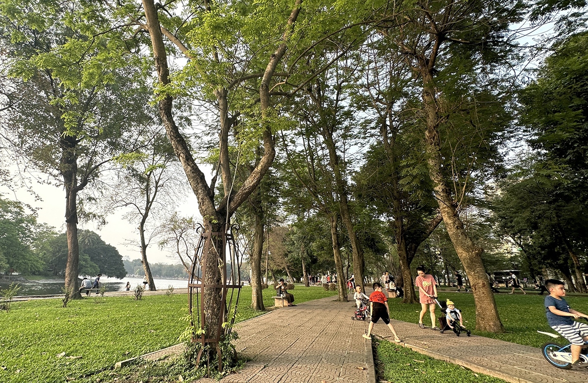 Cây sưa đỏ hay còn gọi là cây trắc thối. Gỗ sưa đỏ có giá trị cao được săn lùng trên thị trường.