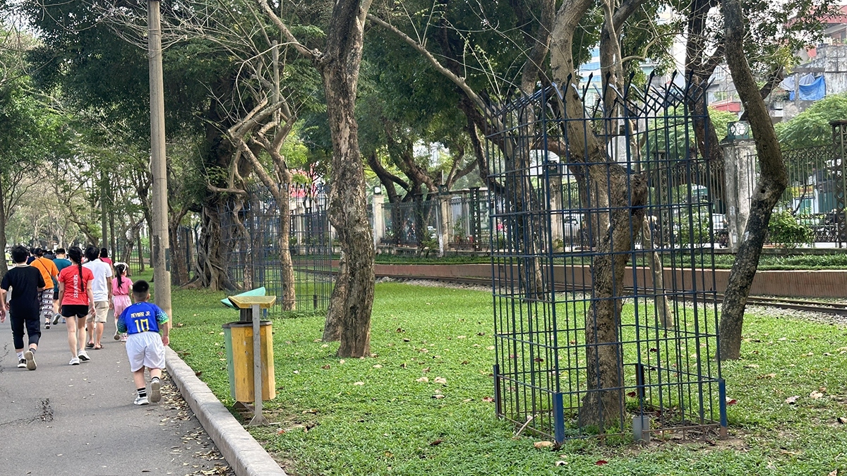 Những thân sưa có gỗ đỏ được nhốt trong lồng sắt hàn chặt