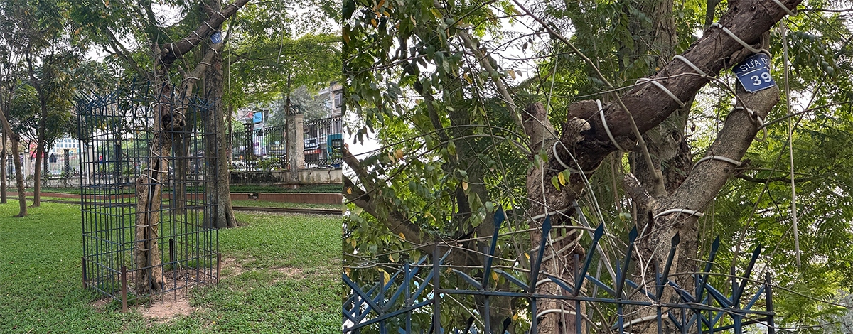 Xung quanh quấn đầy dây điện đèn trang trí.