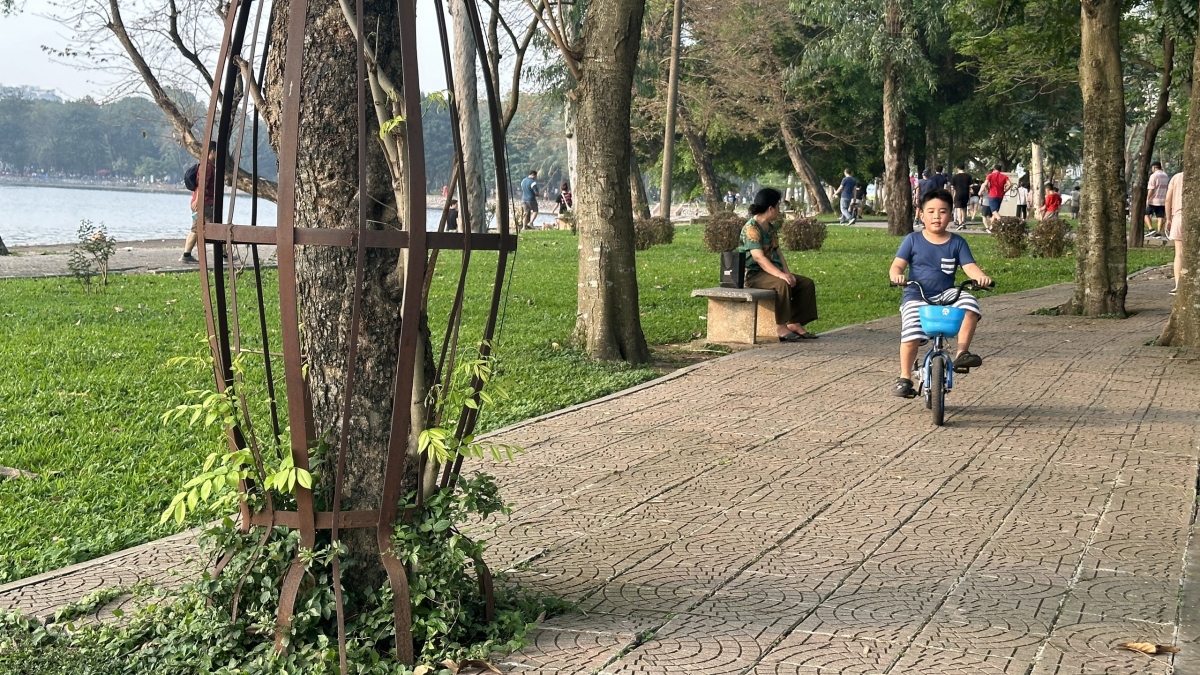 Để bảo vệ những cây sưa đỏ, Ban quản lý công viên đã cho hàn giỏ sắt quanh gốc cây nhằm chống trộm cắp.