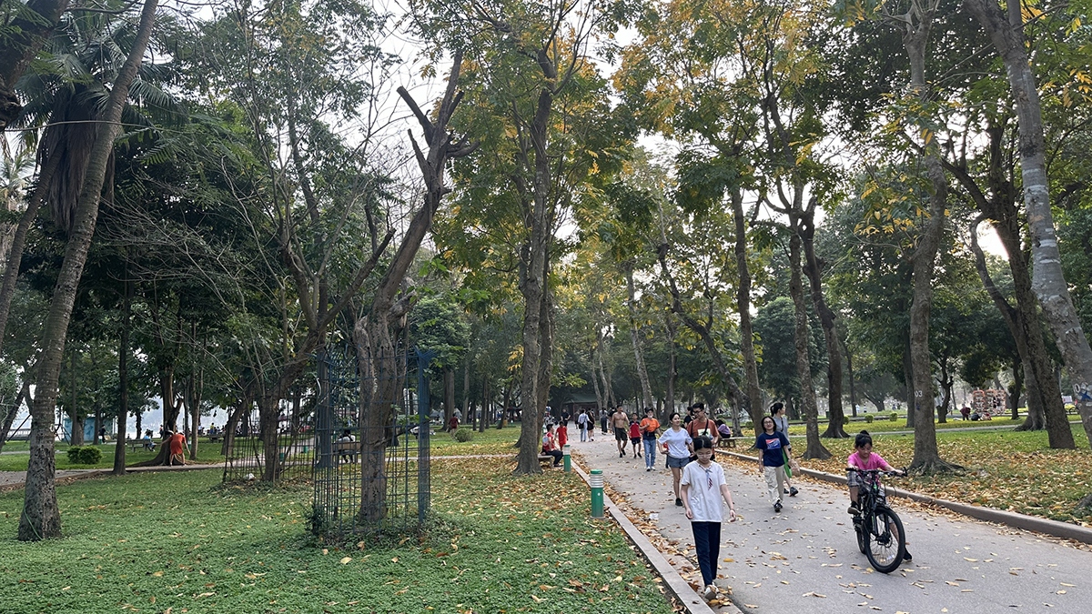 Mặc dù được mặc "áo giáp" nhưng có cây sưa đỏ đang có dấu hiệu chết khô.