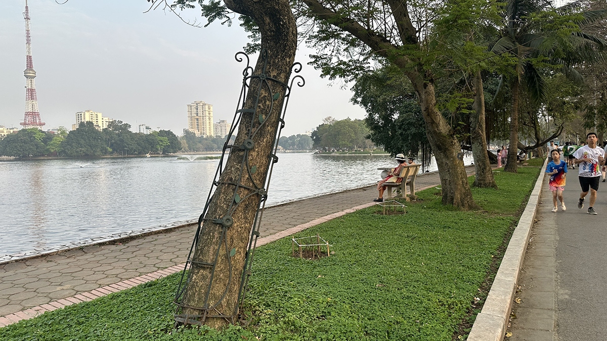 Qua nhiều năm cây như mặc áo trật ảnh hưởng đến sự phát triển của thân gốc.