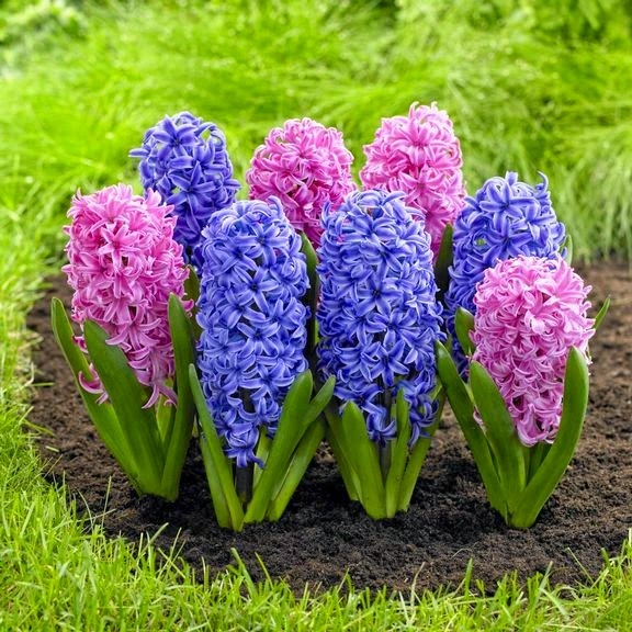 Dạ lan hương (hay còn gọi là hoa tiên ông) là loài hoa đẹp có hương thơm quyến rũ nên được phái nữ yêu thích.