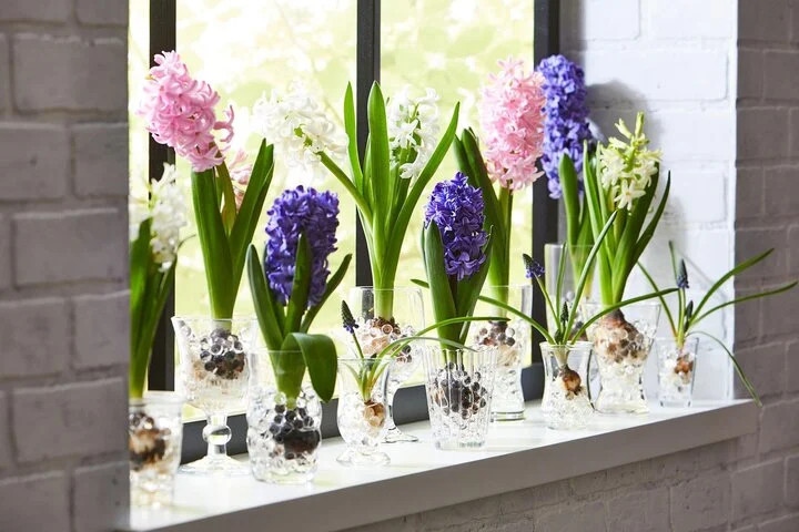 Dạ lan hương là một trong những loại hoa không nên trồng trong nhà. (Ảnh: Better Homes &amp; Gardens)