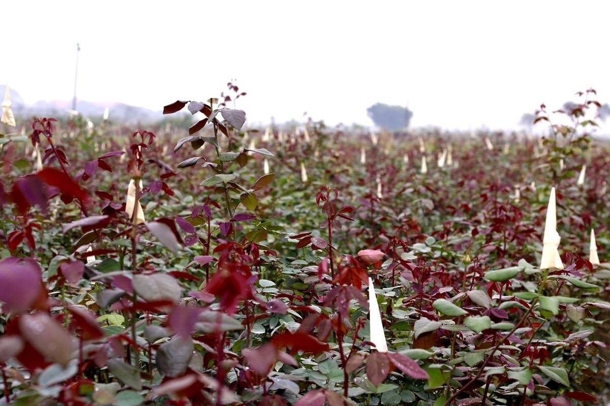 Spanning an area of around 200 hectares, gardeners in Me Linh flower village in Me Linh district of Hanoi grow different kinds of flower such as chrysanthemums, roses, and gladiolus.