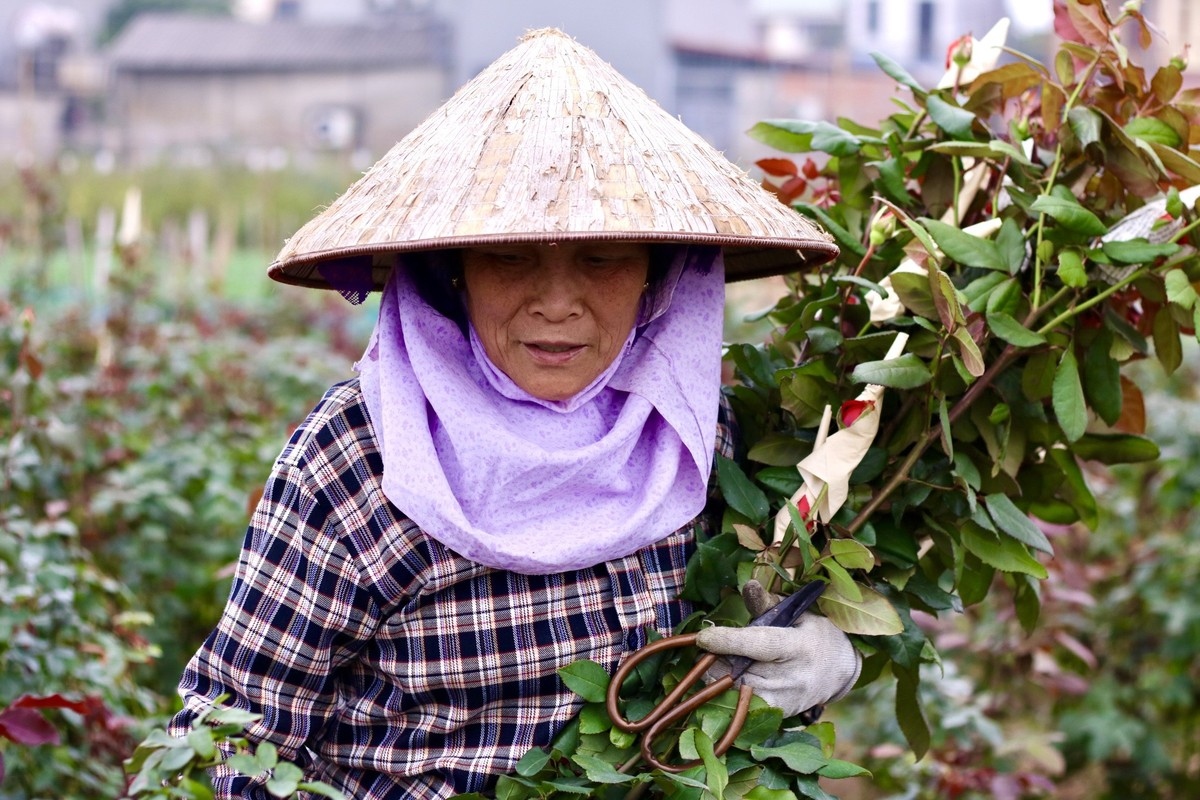 The roses are grown throughout the entire year, while others are seasonal flowers.
